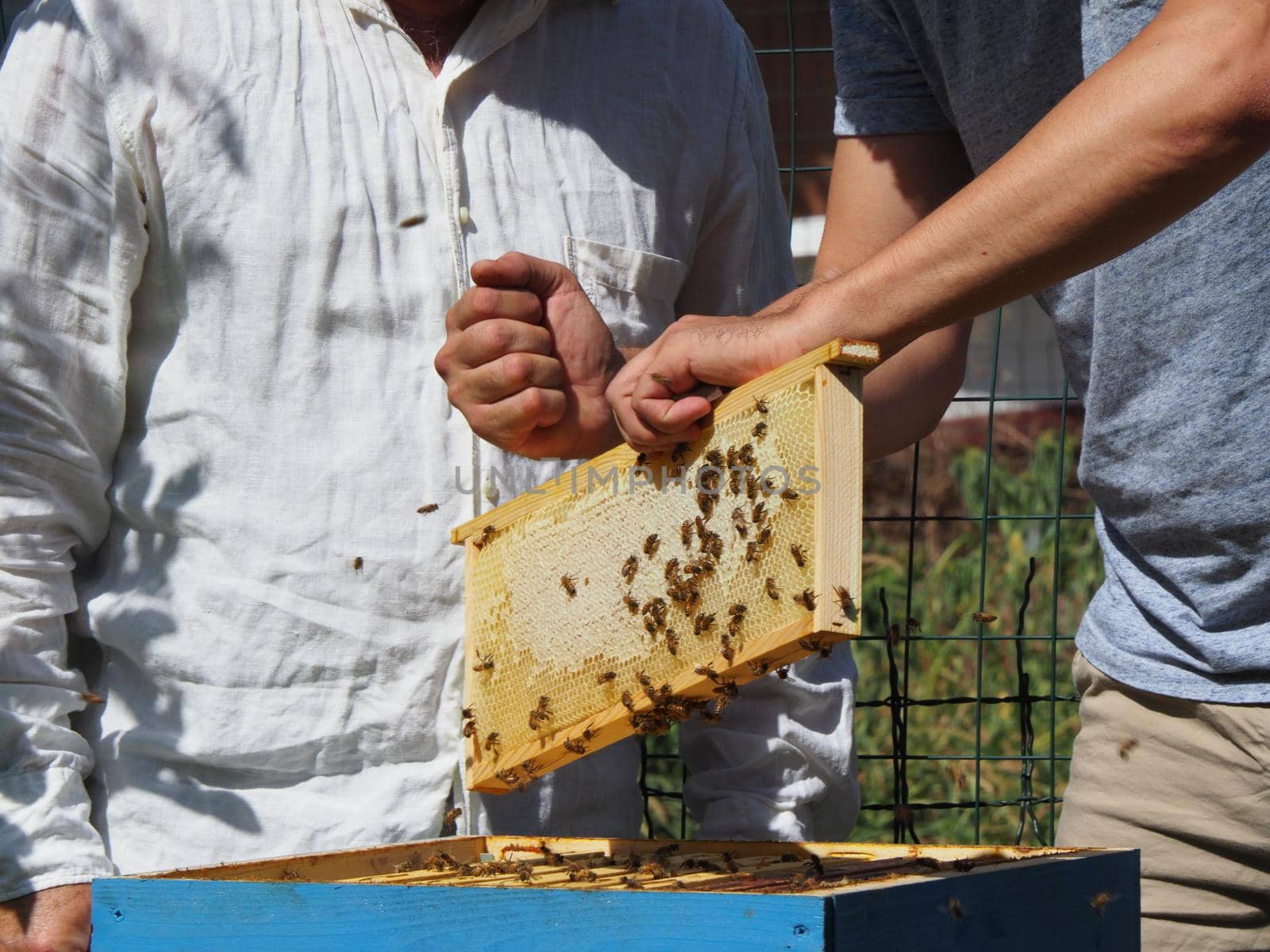 Beekeeper working with bees and beehives on the apiary. Beekeeping concept. Beekeeper harvesting honey Beekeeper on apiary.