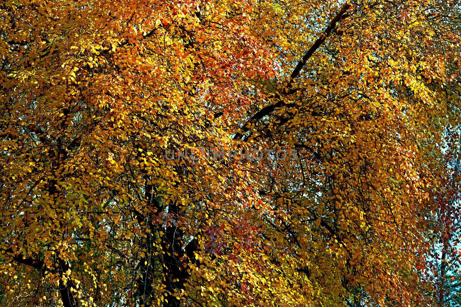 Autumn is the most colorful time of the year from all seasons, when nature changes its usual appearance to golden colors in autumn sun. Autumn golden wall.Spreading branches with bright leaves