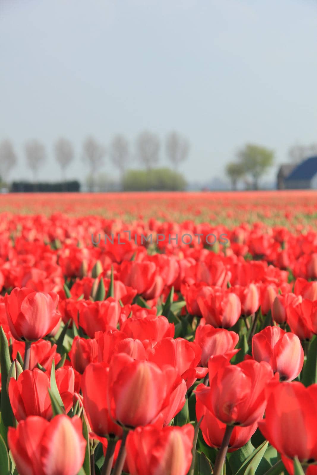 Red tulips in a field by studioportosabbia