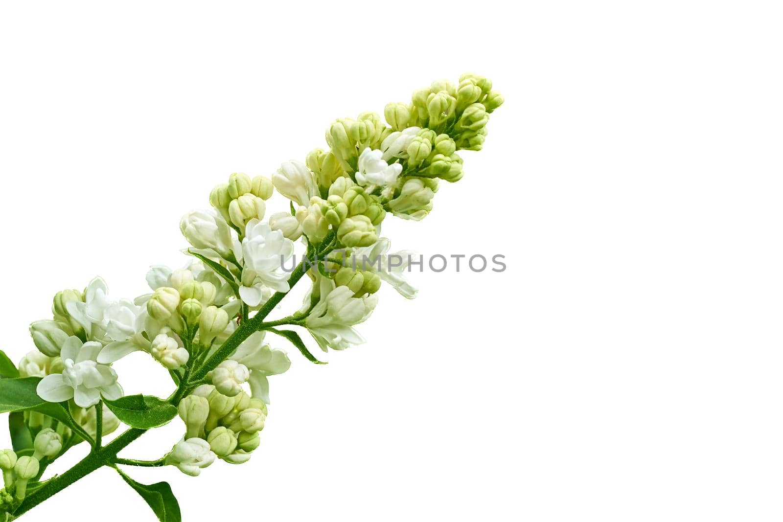 La Eurasian shrub or small tree of olive family, that has fragrant violet, pink, or white blossoms and is widely cultivated as an ornamental.Fresh lilac branch with white flowers isolated on white