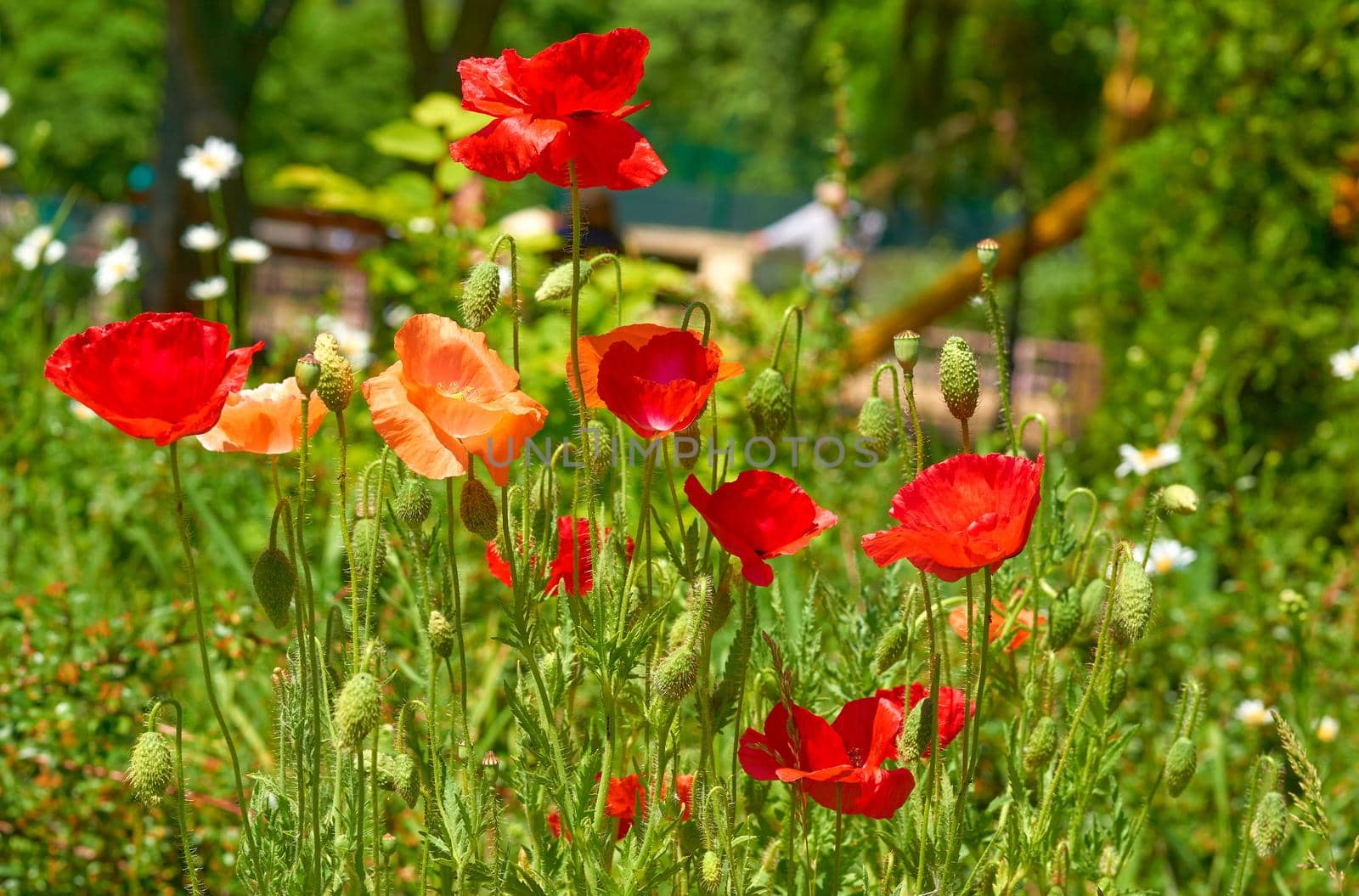 Bright scarlet red poppies with ripening heads on a summer lawn on a sunny day by jovani68