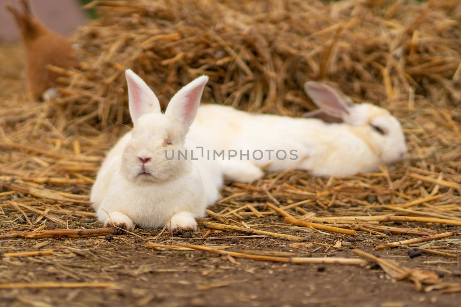 Rabbit white bunny easter brown nature background fluffy green cute, for sitting portrait from happy and furry ear, animal funny. Lovely ,