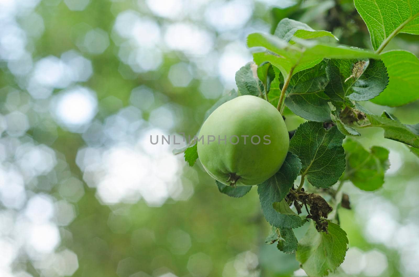 green apple hanging on the tree.