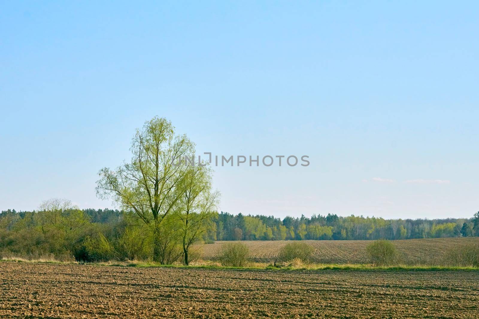 the preparation of land for growing crops.A plowed field with a green tree prepared for planting or fertilizing