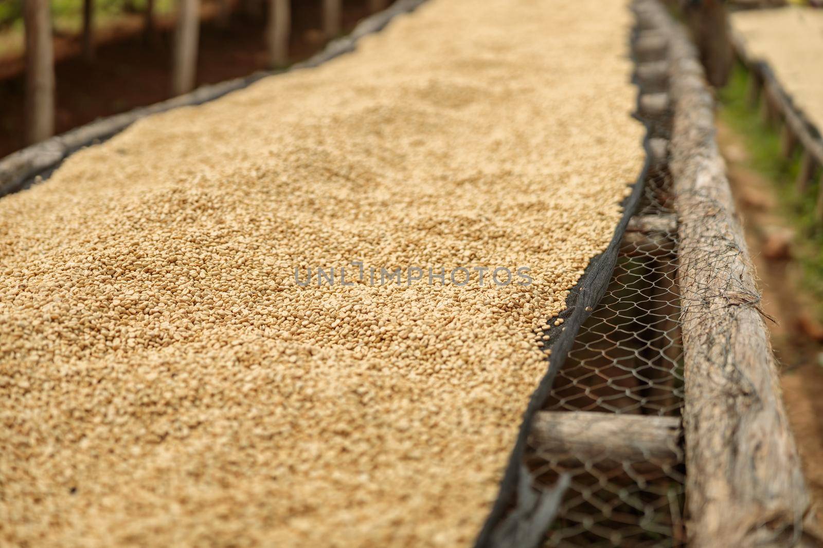 Close up of dried coffee beans on wooden tables during drying outdoors, Africa