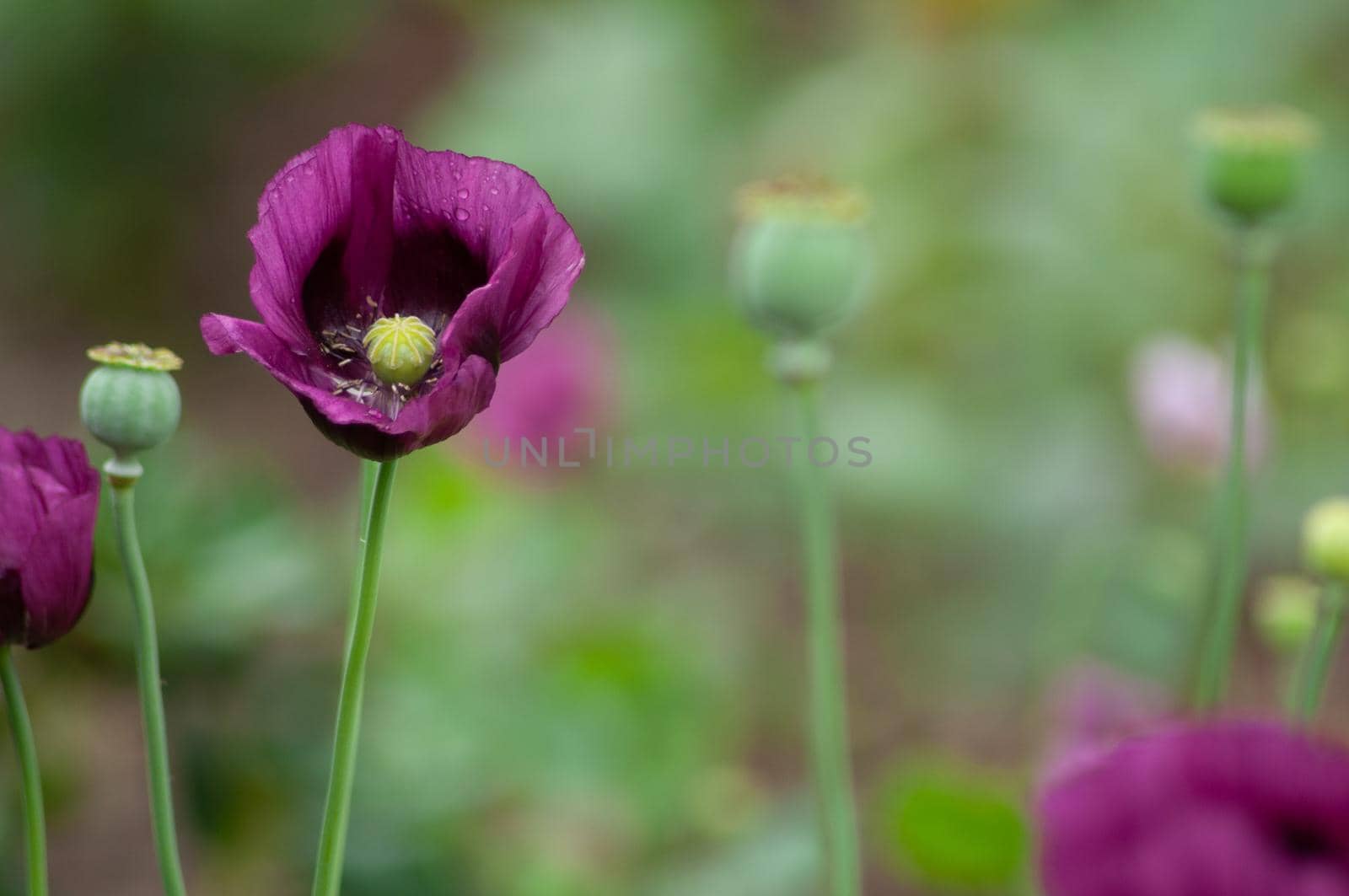amazing purple poppies summer buds of summer flowers close up, floral background. High quality photo