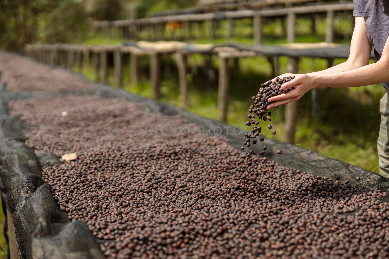 Woman pouring coffee beans into the drying stages at the farm by Yaroslav_astakhov