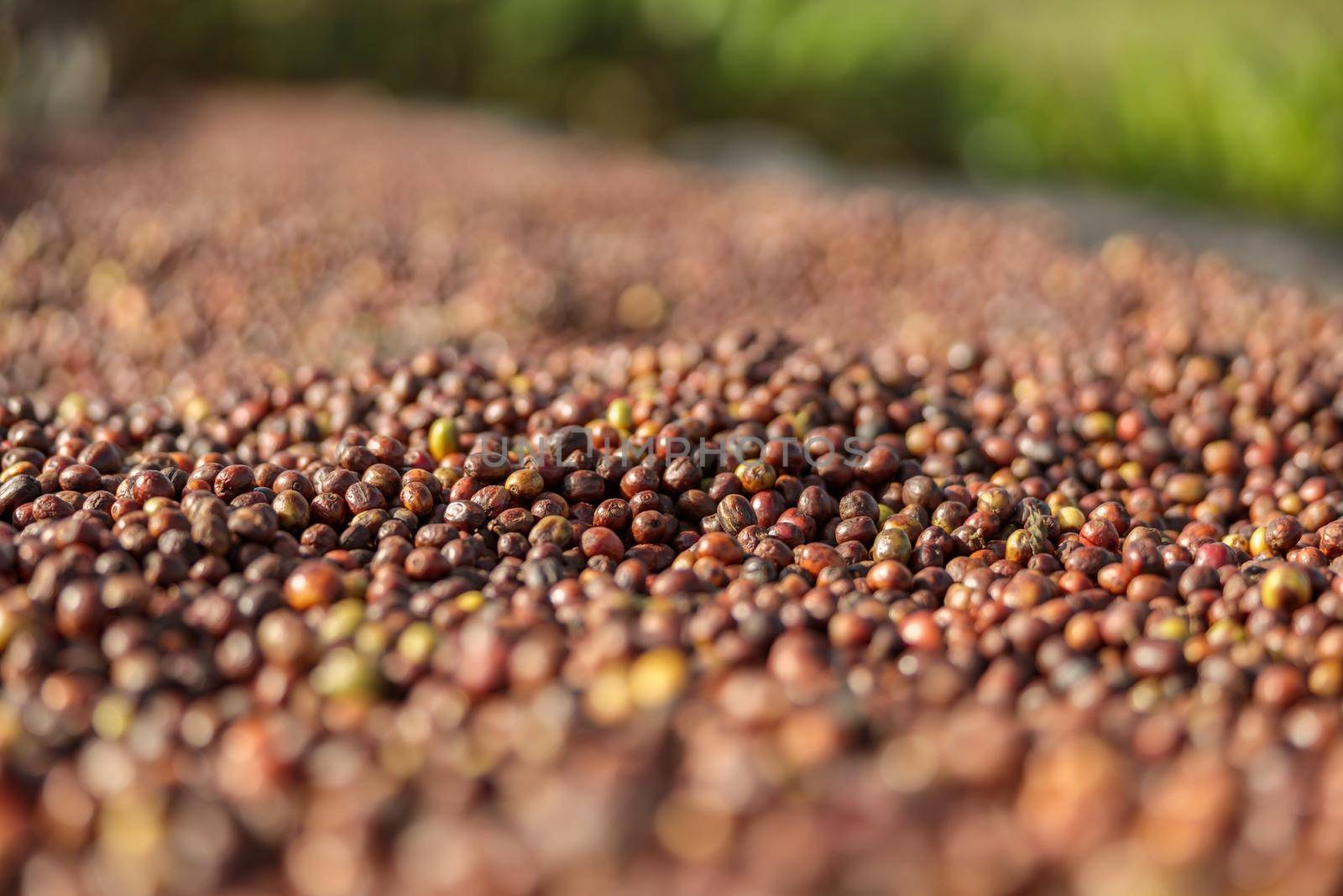 Close up of coffee beans drying in the sun at coffee farm