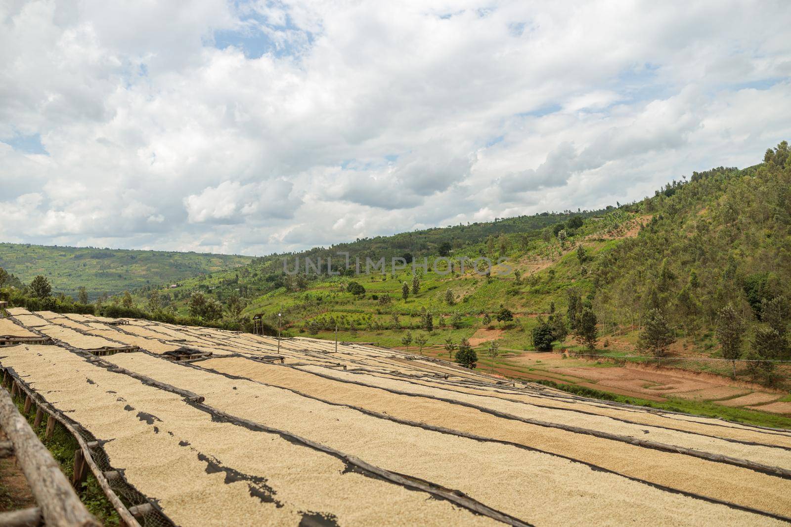 Long tables for drying coffee beans on a hillside outdoors at farm, Africa