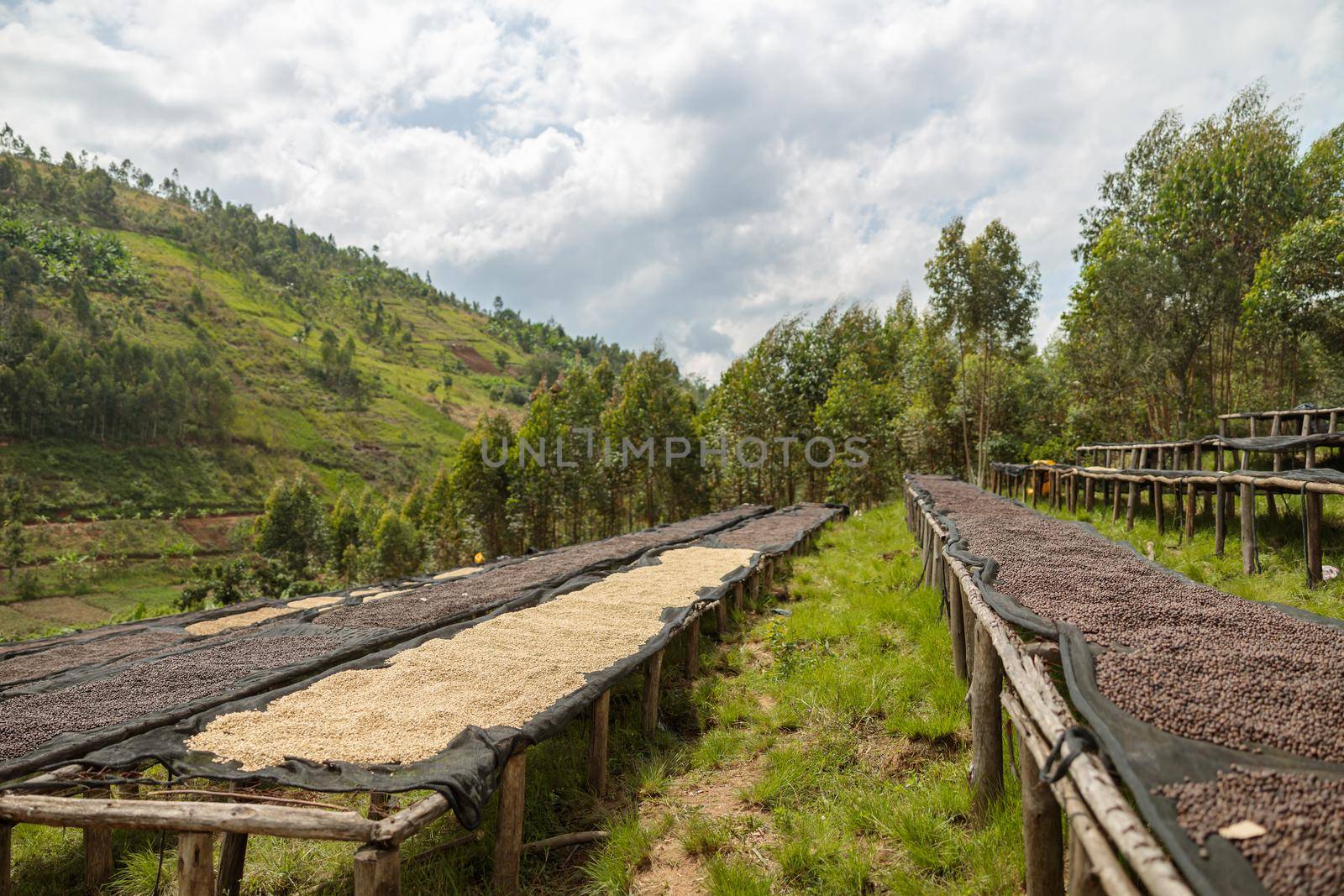 Long tables for drying coffee beans on a hill at farm, Rwanda region