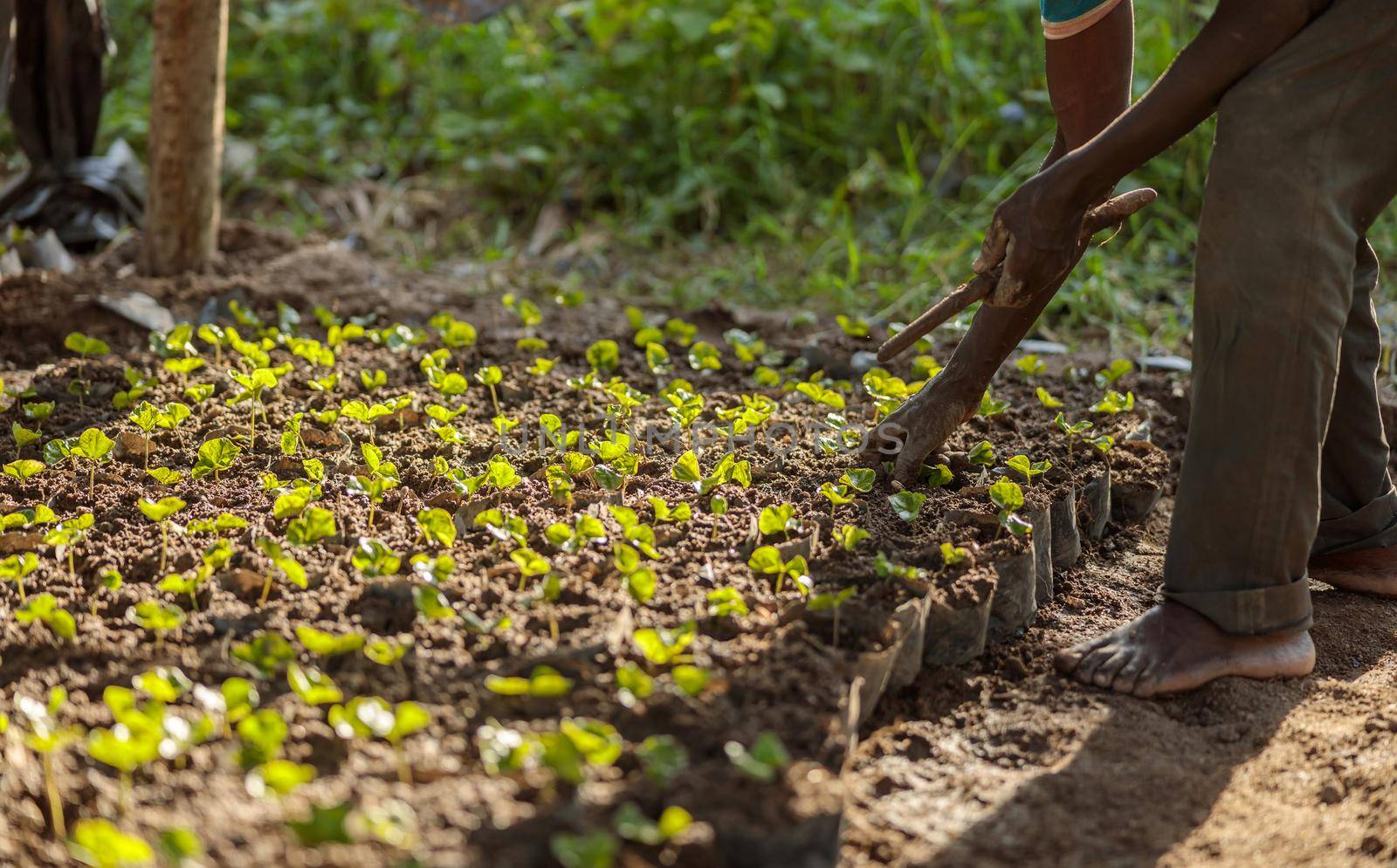 Coffee sprout growing from seedling in plant nurseries in Africa by Yaroslav_astakhov