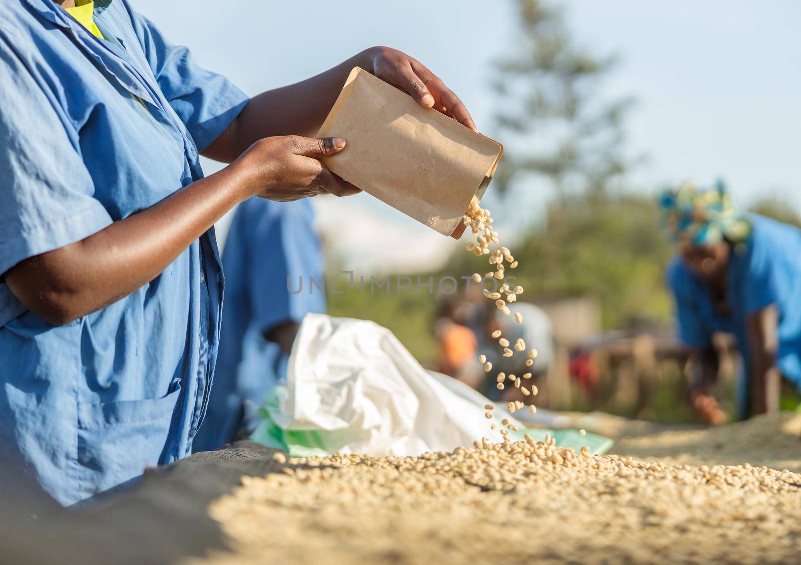 Farm worker pouring coffee beans from a paper bag at a coffee washing station in Africa region