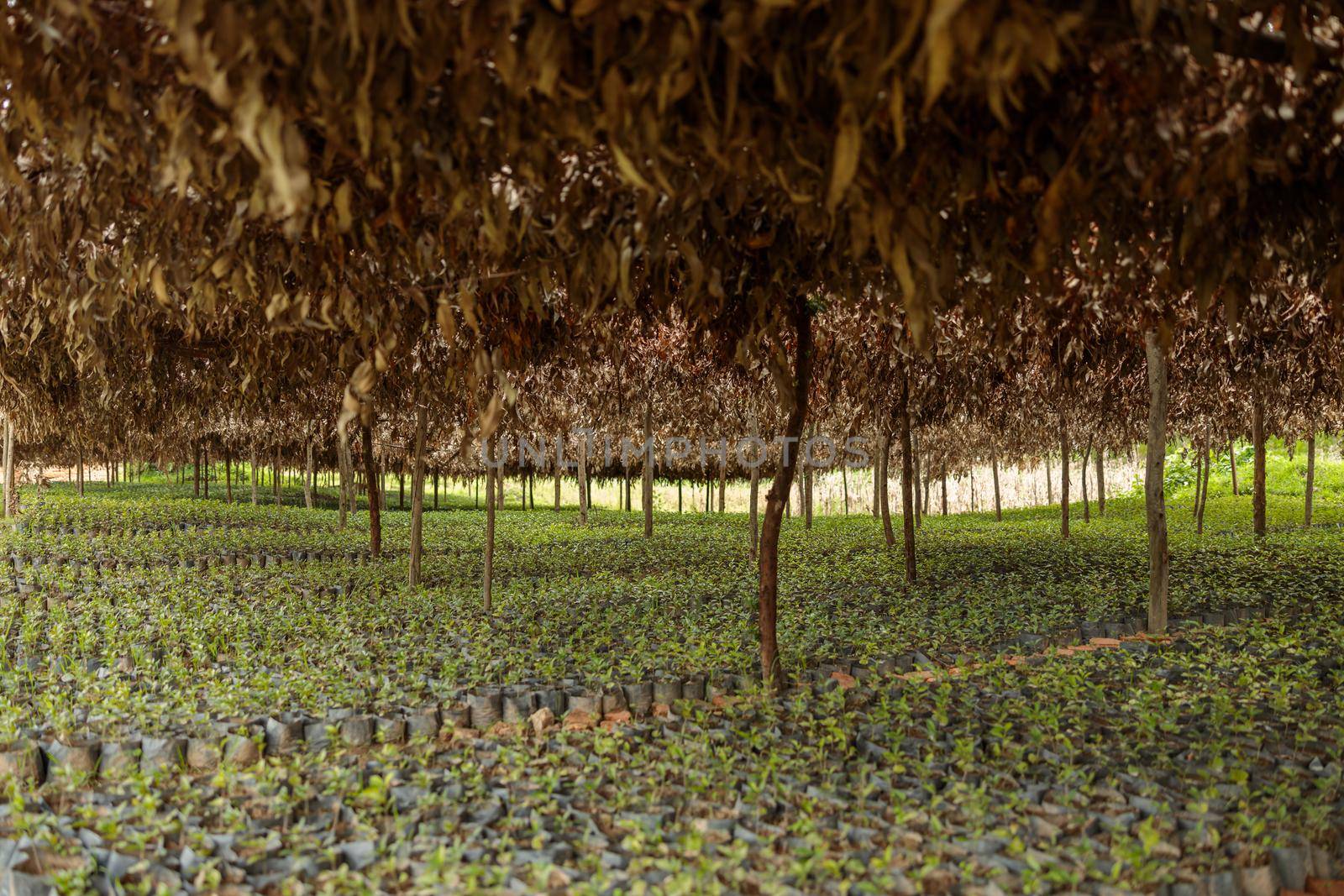 Arabica coffee trees in coffee nursery plantation in Rwanda region by Yaroslav_astakhov