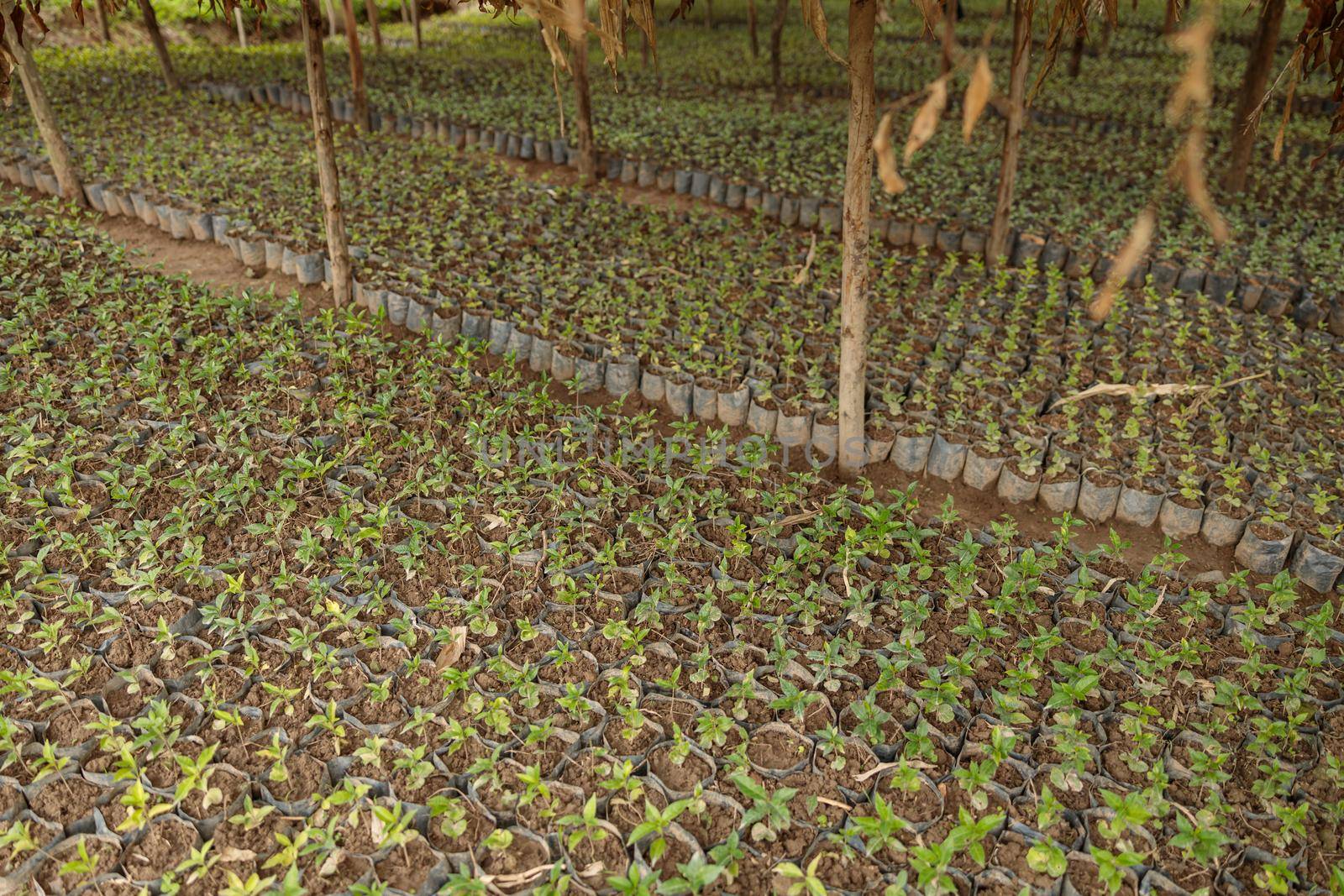 Top view of many coffee sprouts are planted on the farm, Rwanda region