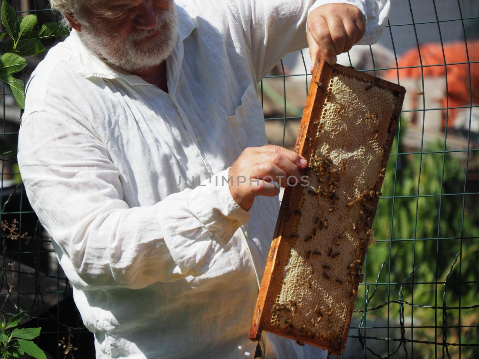Beekeeper working with bees and beehives on the apiary. Beekeeping concept. Beekeeper harvesting honey Beekeeper on apiary.
