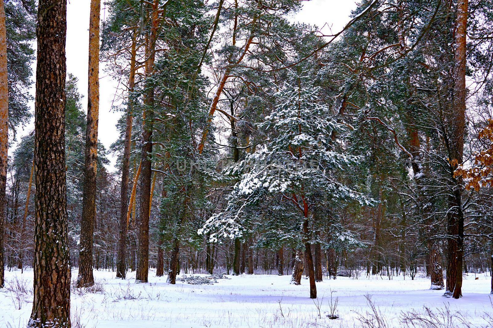 Young spruce surrounded by large pines in the winter forest by jovani68