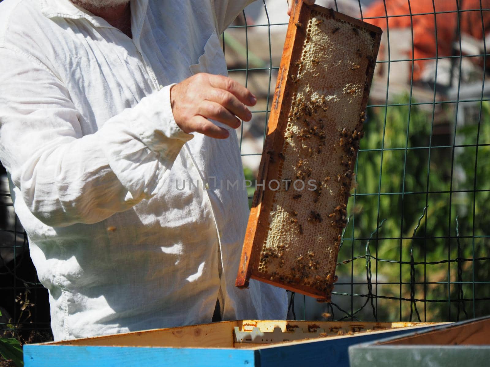 Master bee keeper pulls out a frame with honey from the beehive in the colony. by verbano