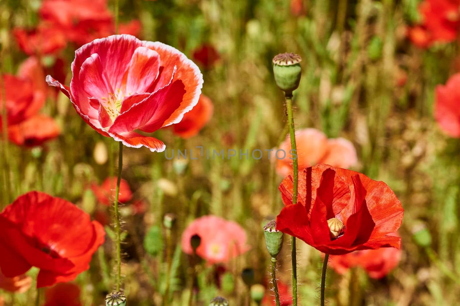 a herbaceous plant with showy flowers, milky sap, and rounded seed capsules. Many poppies contain alkaloids and are a source of drugs such as morphine and codeine.Red scarlet poppies close-up