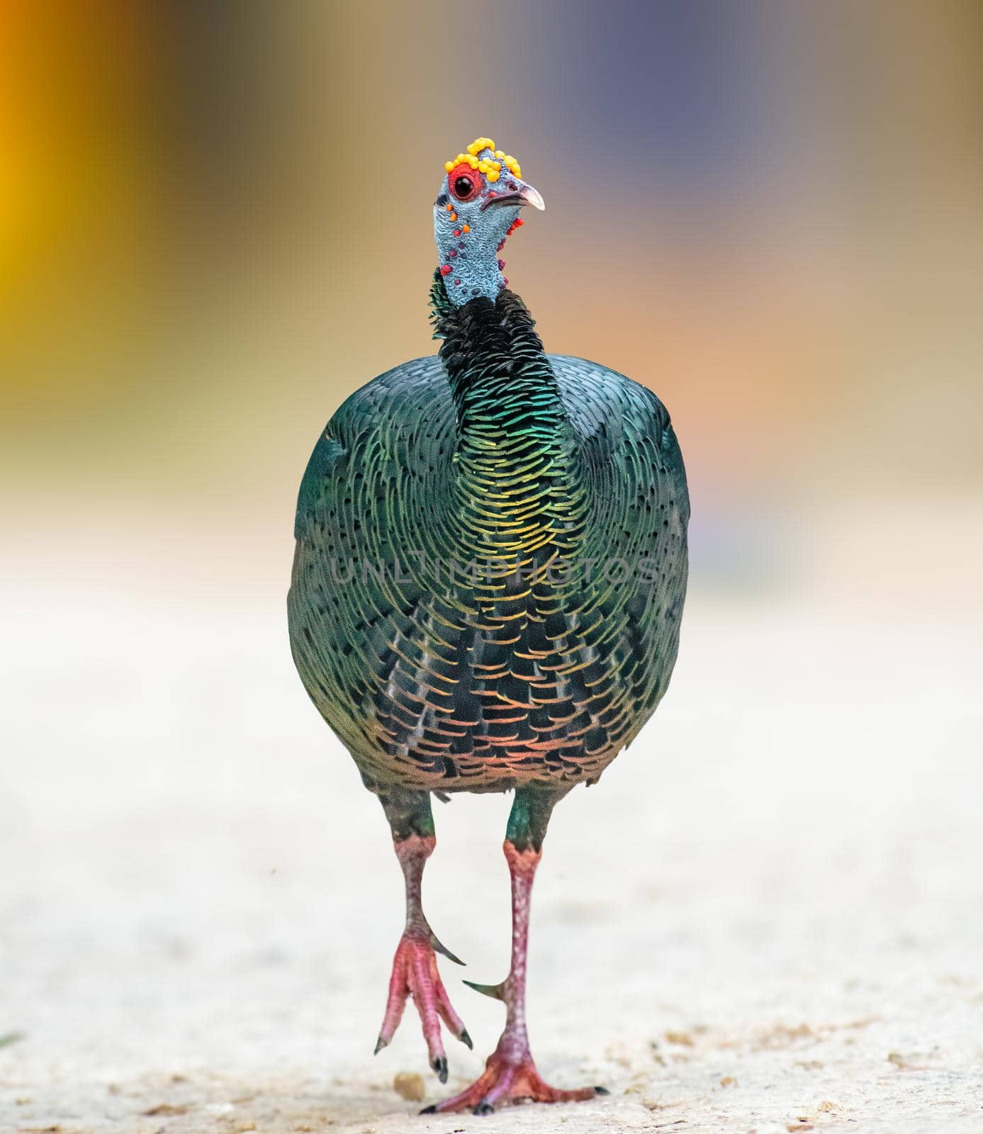 Oscellated Turkey prancing across the parking lot at Tikal in Guatemala