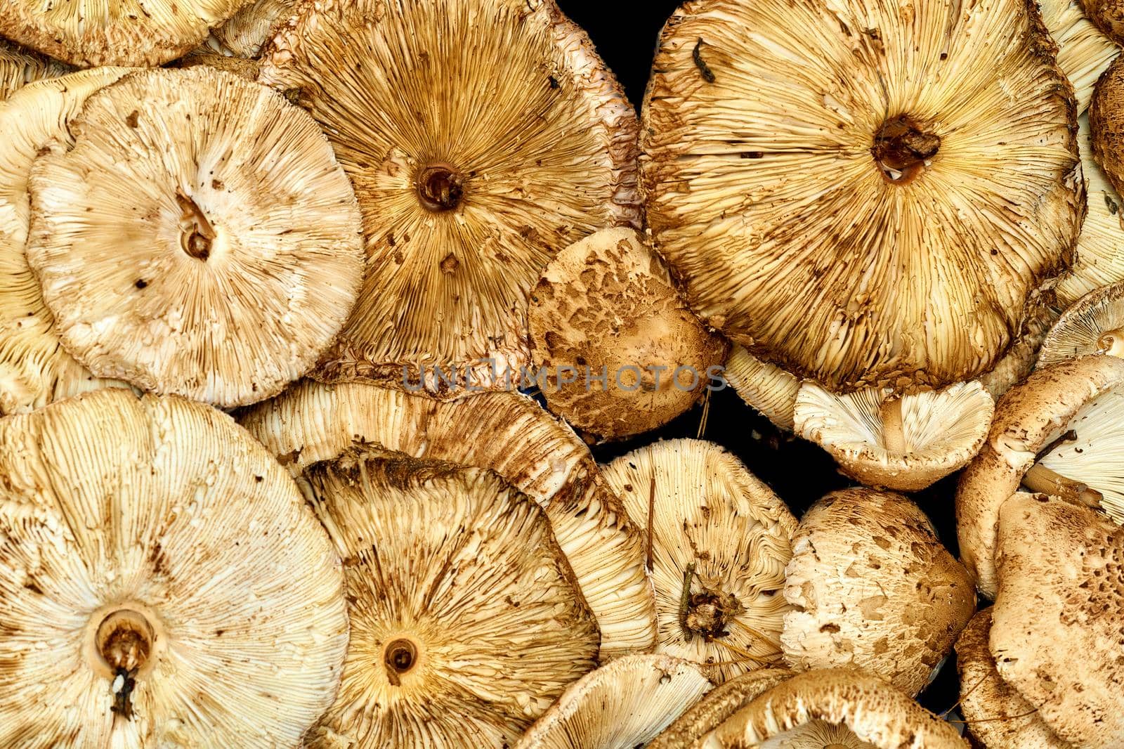 Edible mushrooms Macrolepiota procera for making delicious meals by jovani68