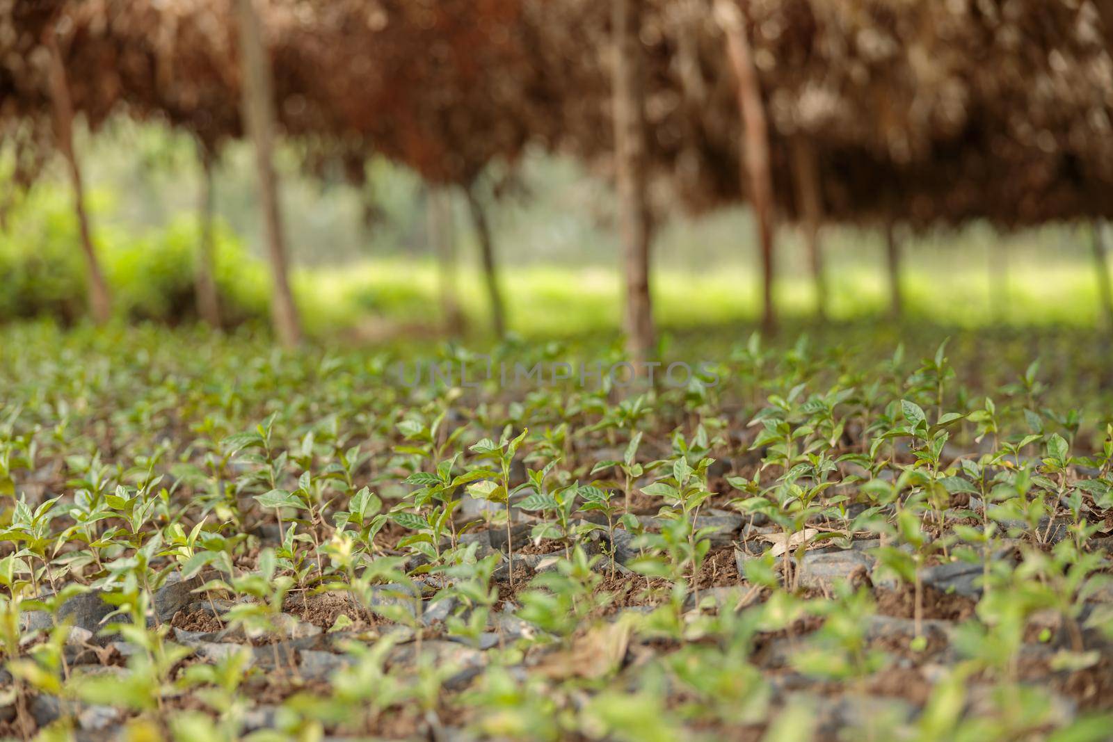 Coffee sprouts on a plantation with trees in the background by Yaroslav_astakhov