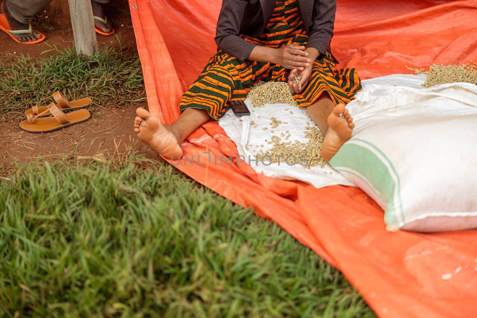 Cropped poto of female worker sitting on the ground and sorting coffee beans outdoors at farm