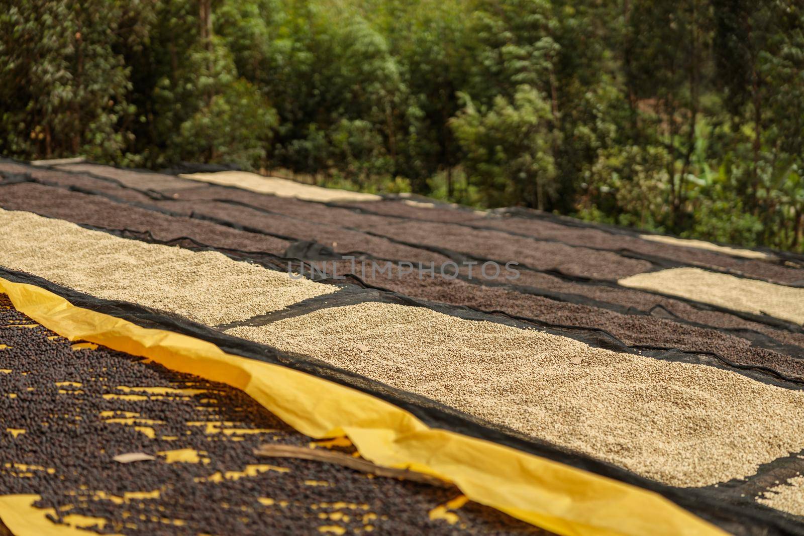 Top view of different stages of drying coffee beans outdoors on a farm in Africa region