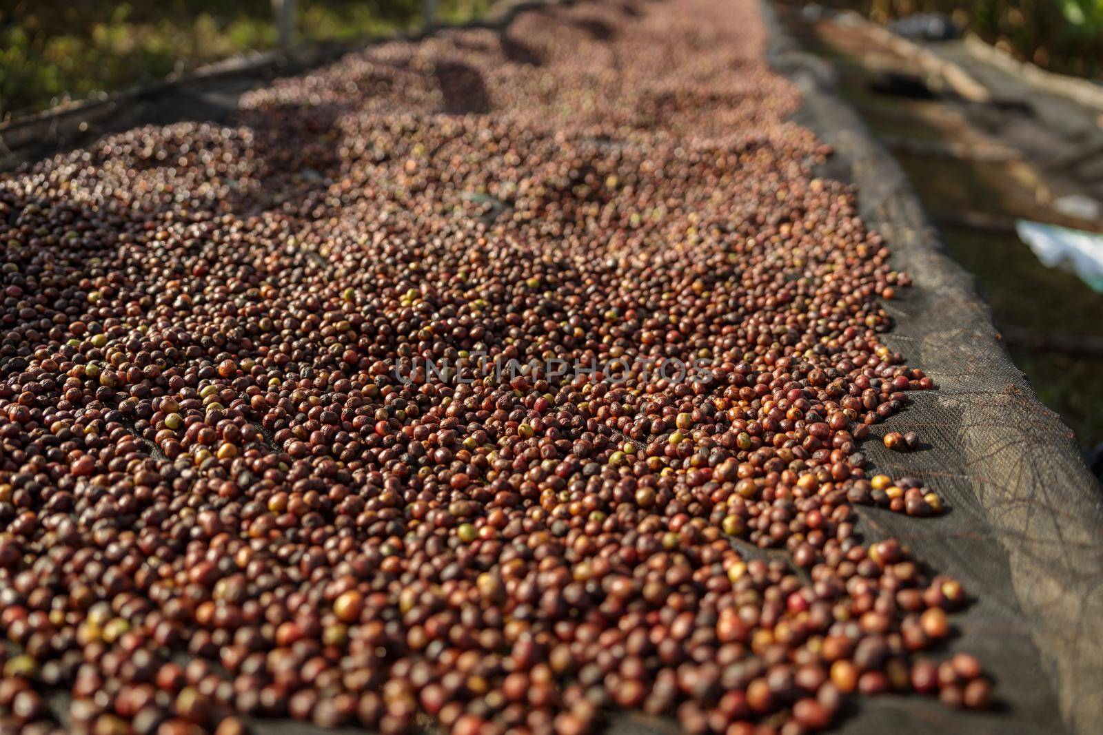 Close up of coffee beans drying at coffee plantations on the mountains in Africa region