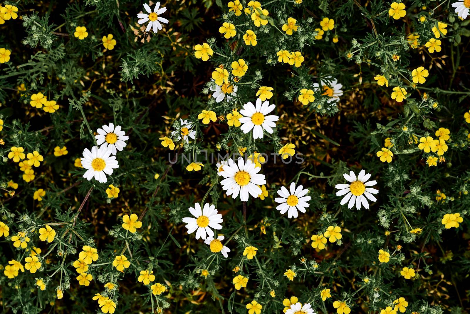 Summer carpet of yellow and white wild flowers by jovani68