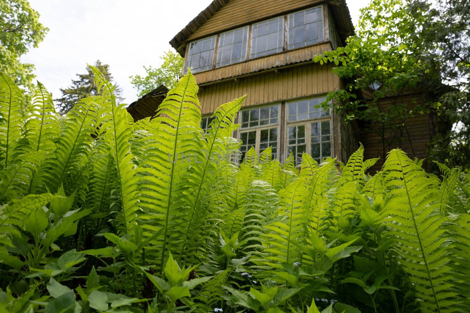 View of an old wooden house with big glass windows through fern bushes