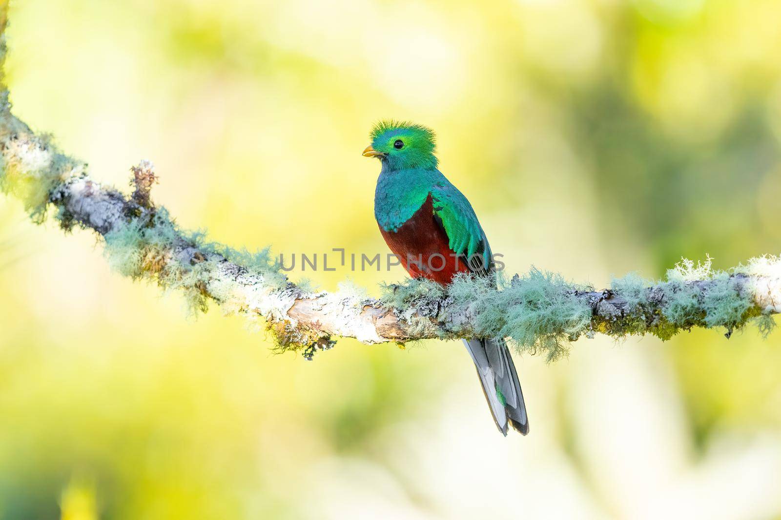 Resplendent Quetzal perched on an avacado tree in Costa Rica