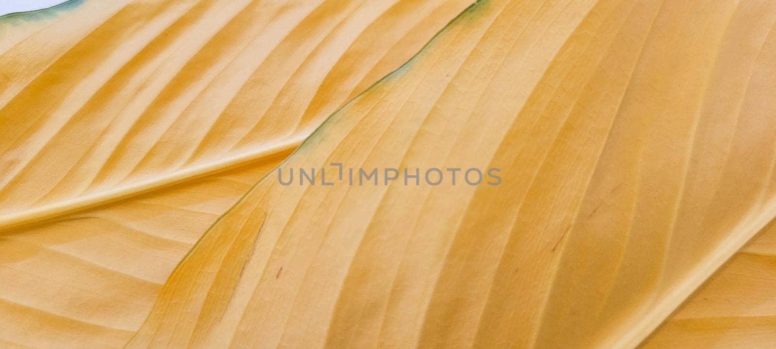 yellow and green foliage of brazilian tropical plant that can be used as textured background