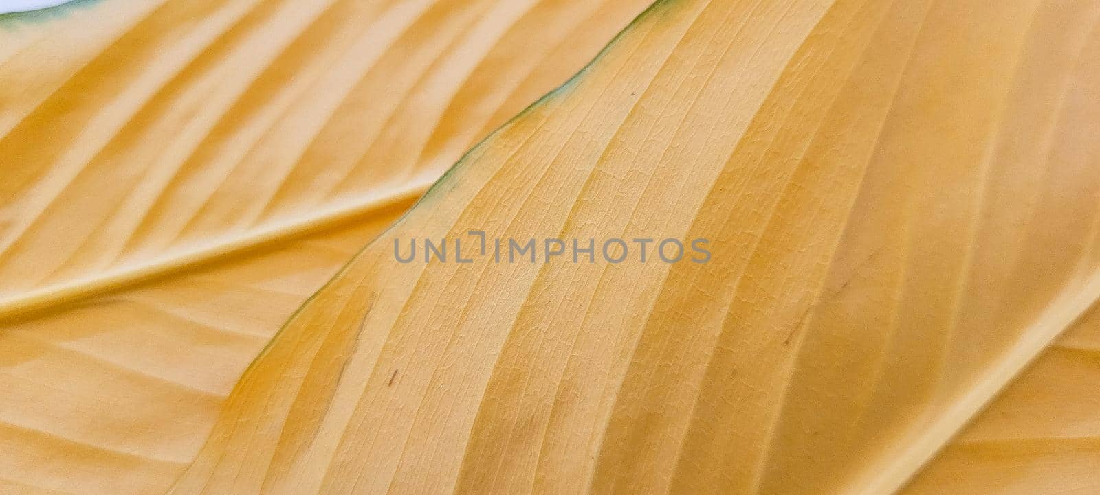 yellow and green foliage of brazilian tropical plant that can be used as textured background