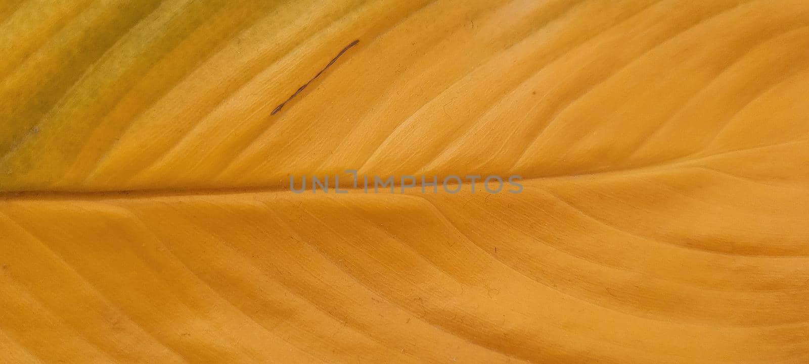 yellow and green foliage of brazilian tropical plant that can be used as textured background