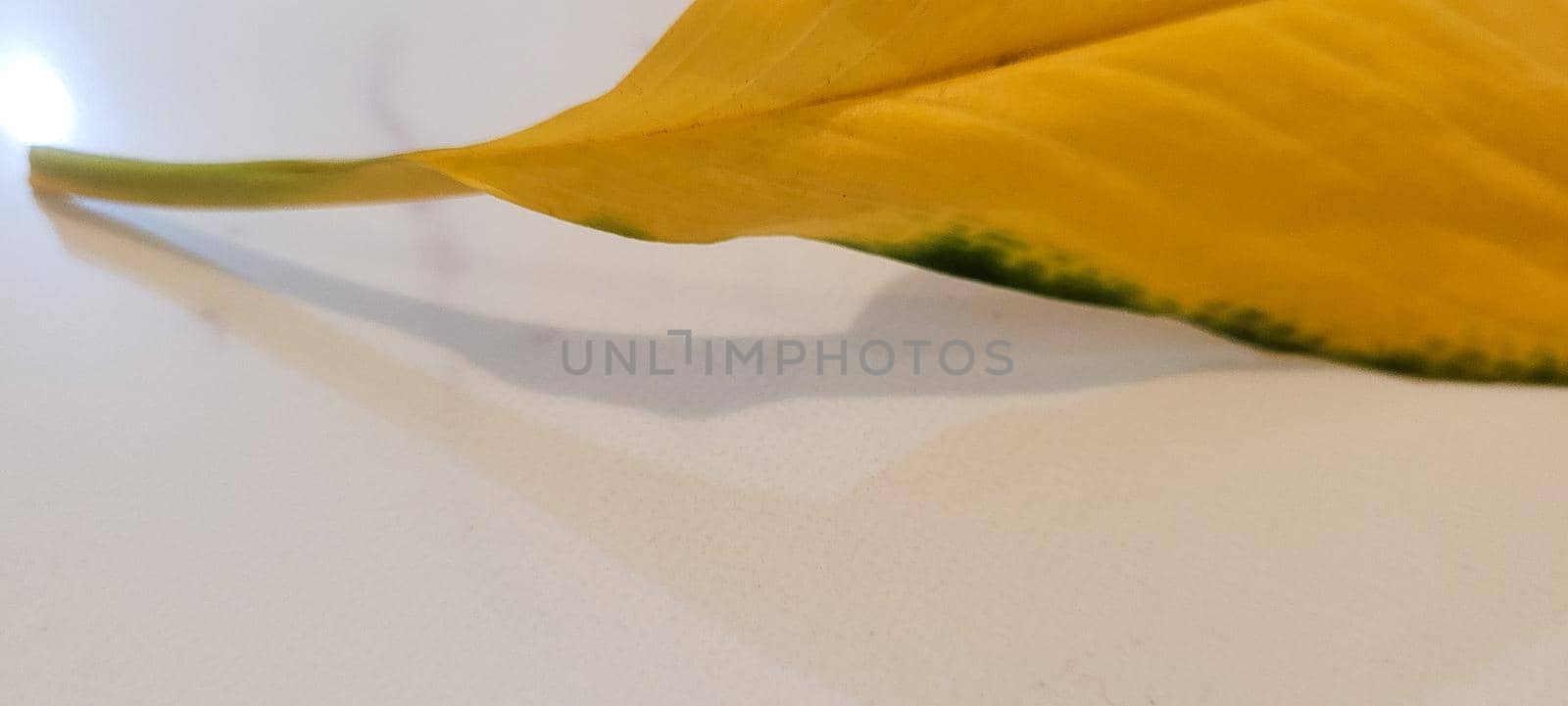 yellow and green foliage of brazilian tropical plant that can be used as textured background