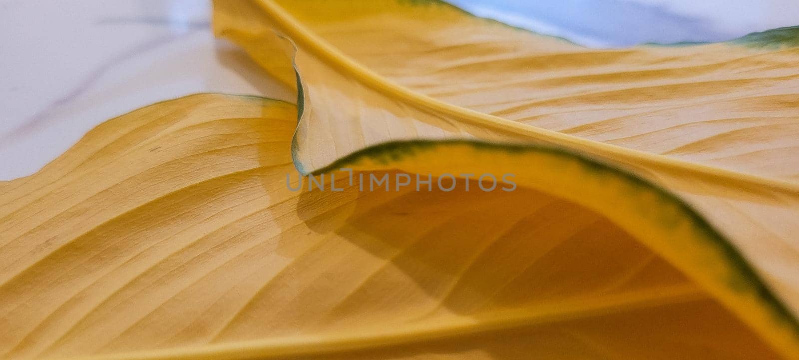 yellow and green foliage of brazilian tropical plant that can be used as textured background