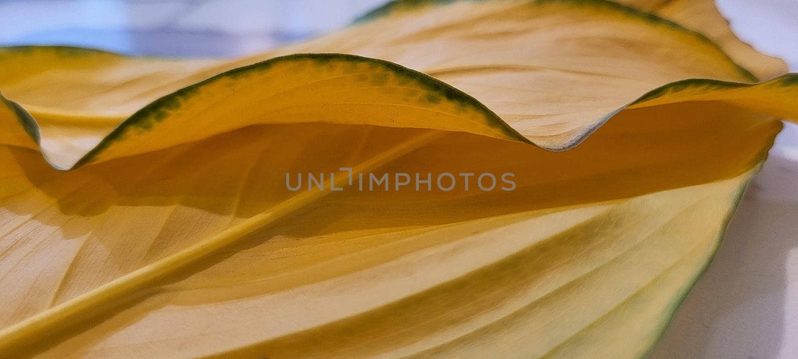 yellow and green foliage of brazilian tropical plant that can be used as textured background