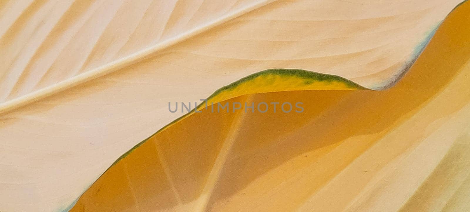 yellow and green foliage of brazilian tropical plant that can be used as textured background