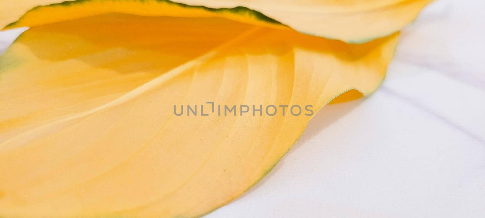 yellow foliage of brazilian tropical plant that can be used as background by sarsa