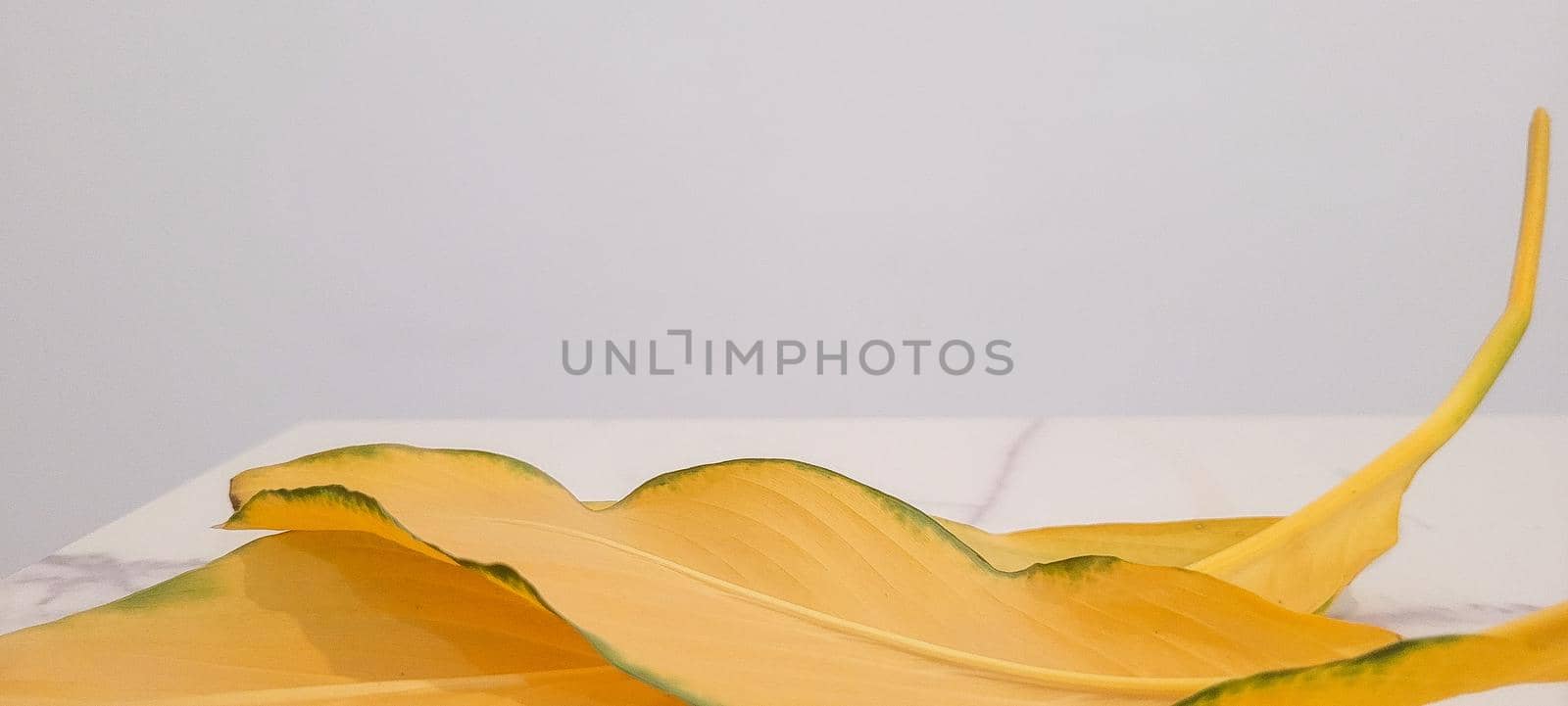 yellow foliage of brazilian tropical plant that can be used as background by sarsa