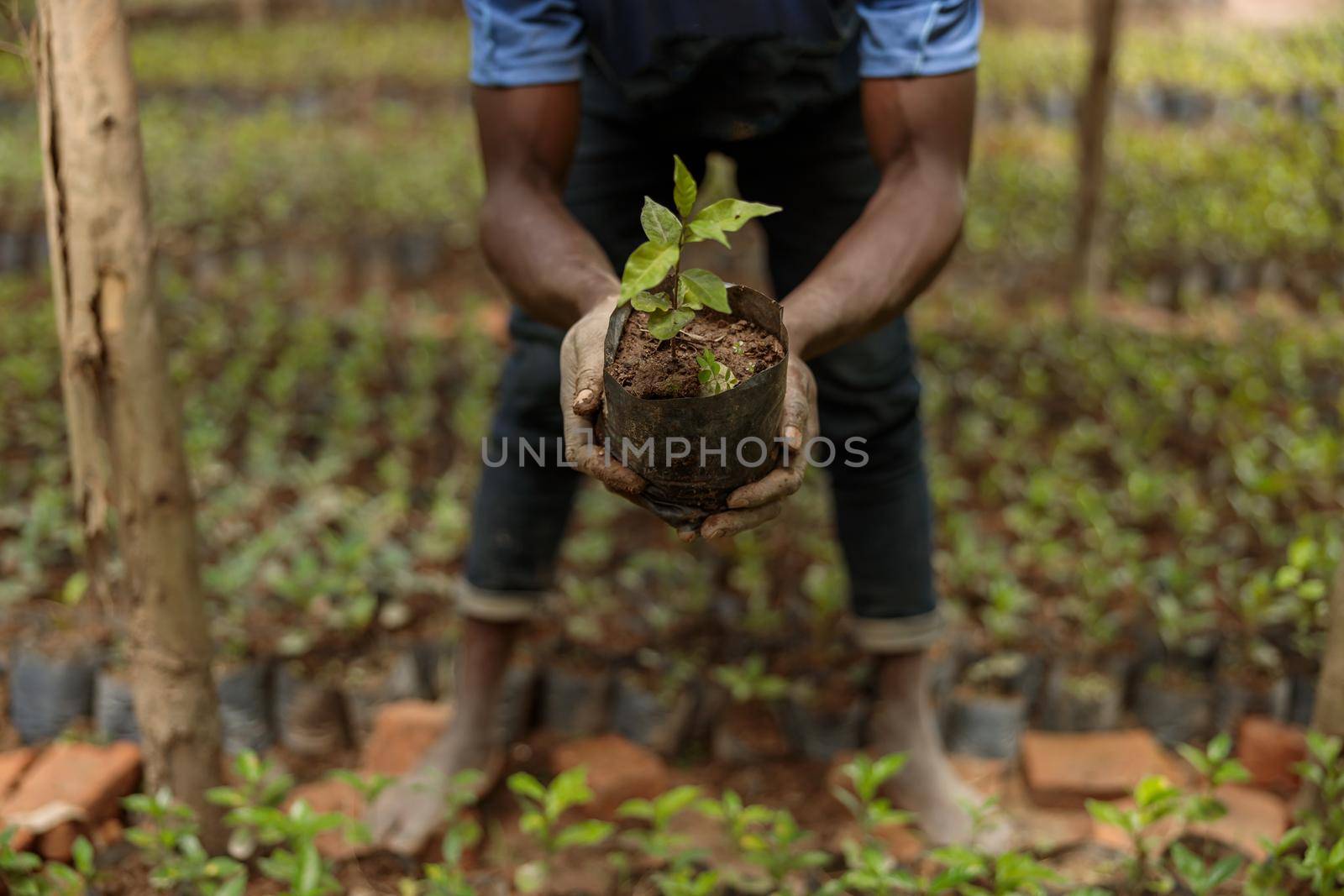 African American farm worker planting coffee sprout by Yaroslav_astakhov
