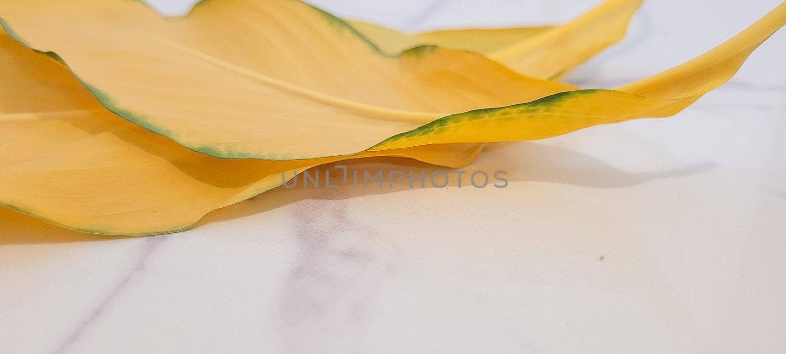 yellow foliage of brazilian tropical plant that can be used as background by sarsa