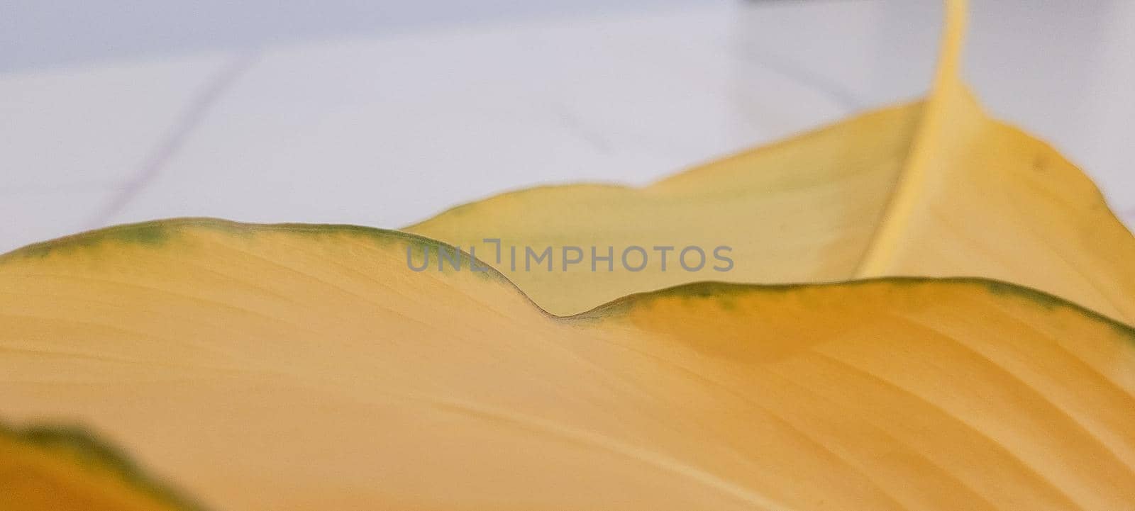 yellow and green foliage of brazilian tropical plant that can be used as textured background