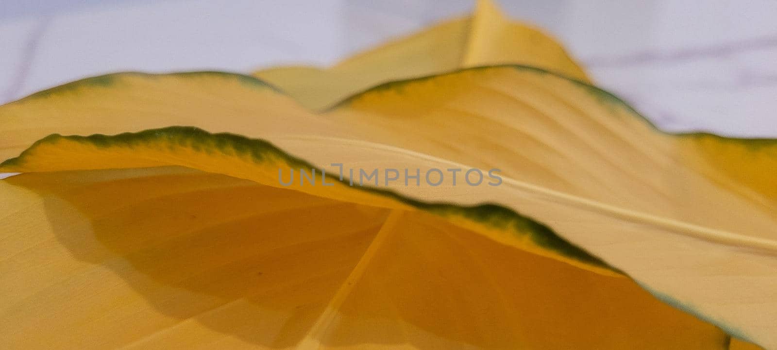 yellow foliage of brazilian tropical plant that can be used as background by sarsa