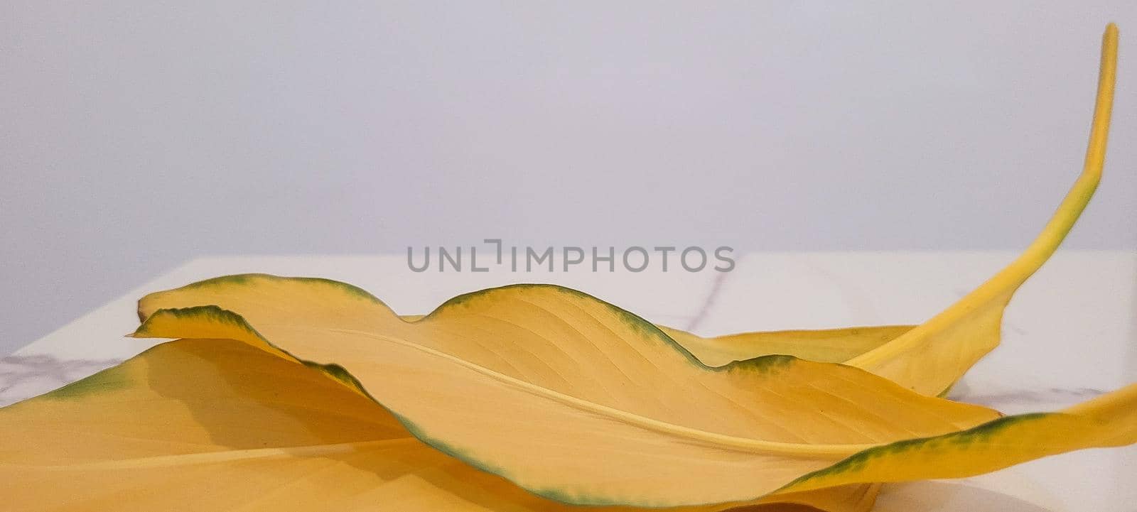 yellow and green foliage of brazilian tropical plant that can be used as textured background