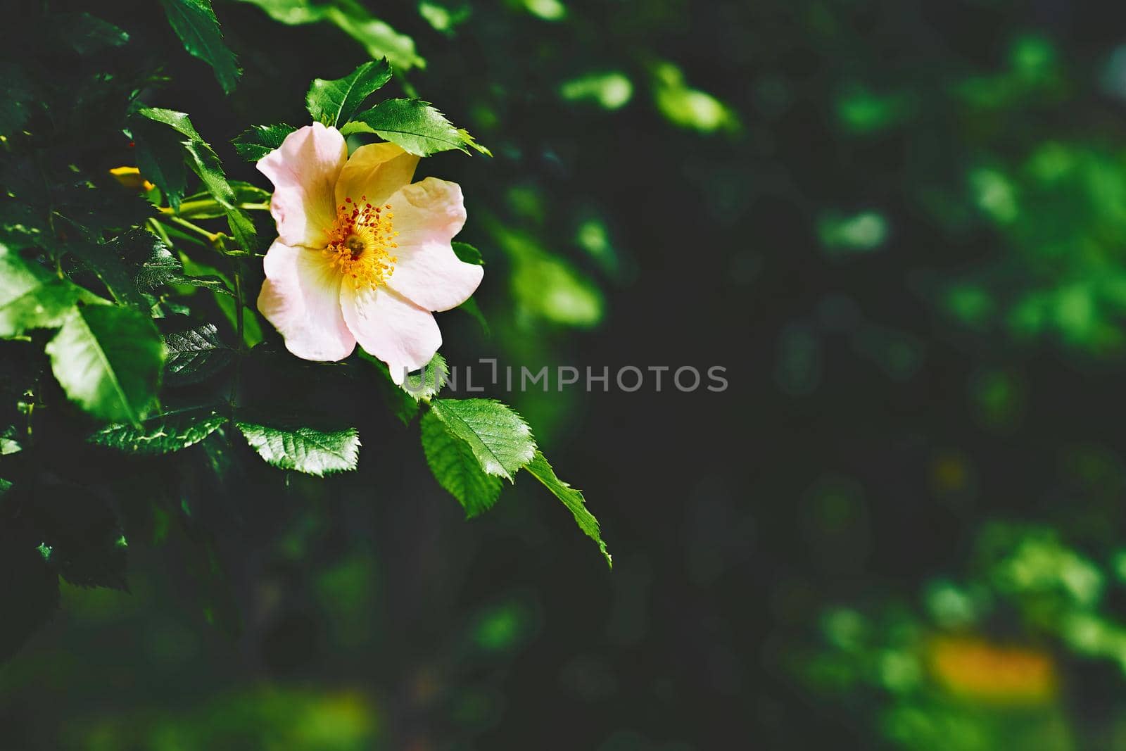 Pink pale rosehip flower in a sunbeam among green foliage by jovani68