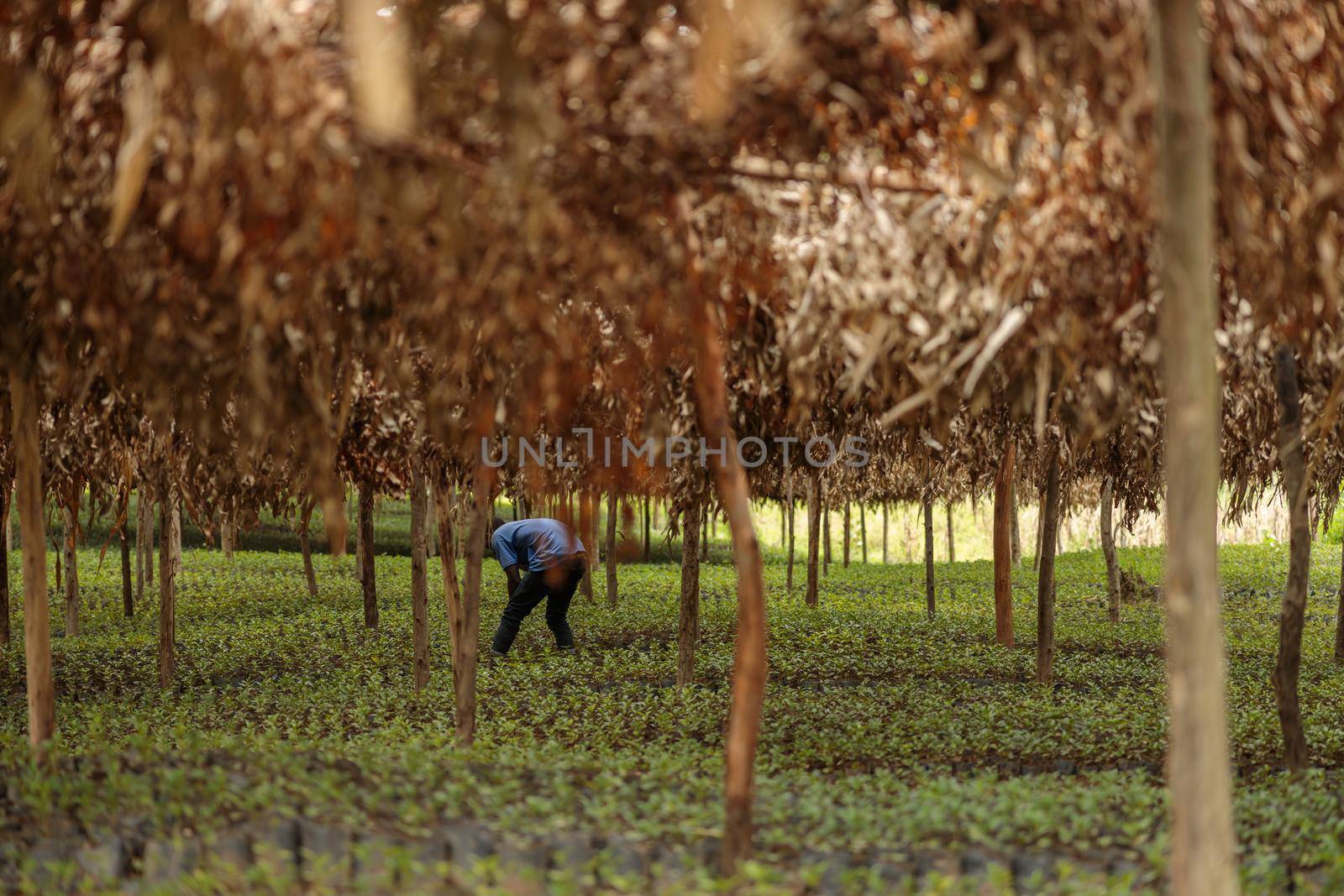 African American worker processing coffee sprouts among trees on a plantation, Rwanda region