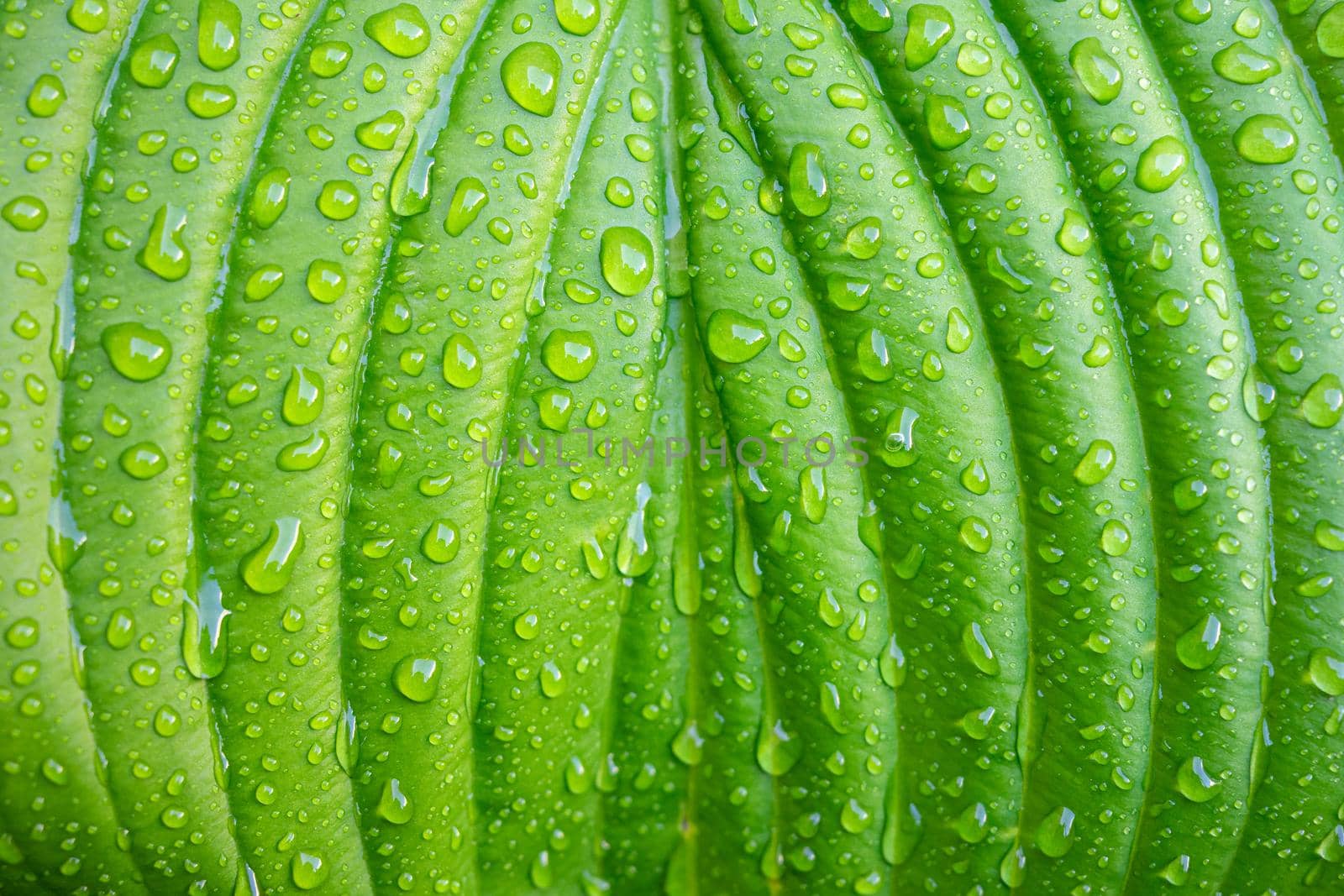 Green plant leaf with water drops after rain close-up.