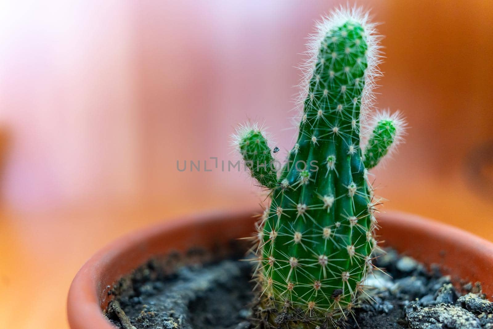 A small cactus in a brown pot looks like a person with raised arms.