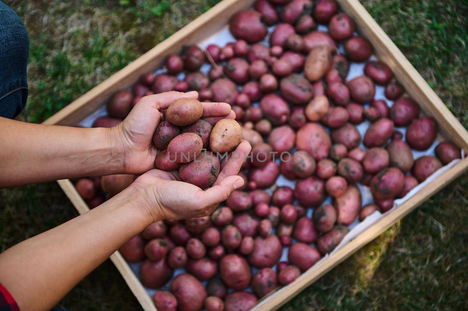 Top view of the hands of a farmer agronomist holding freshly dug organic potatoes over wooden crate with harvested crop by artgf